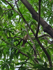 Turdus grayi