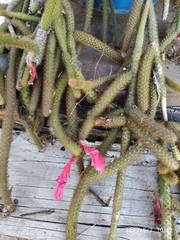 Aporocactus flagelliformis