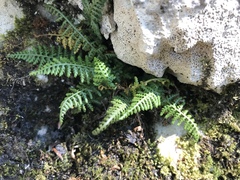 Asplenium fontanum