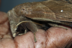 Lebeda nobilis