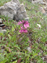 Pedicularis amoena