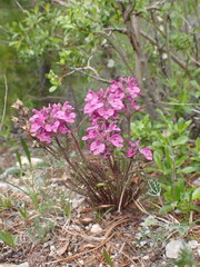 Pedicularis amoena