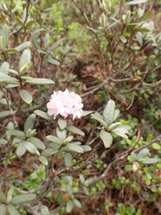 Rhododendron adamsii