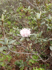 Rhododendron adamsii