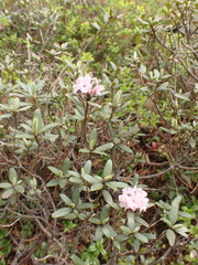 Rhododendron adamsii