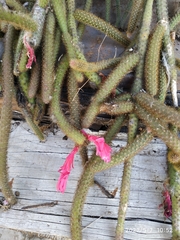 Aporocactus flagelliformis