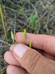 Crepis pulchra