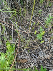Crepis pulchra