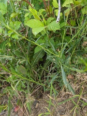 Lepidium cartilagineum
