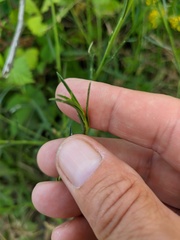 Lepidium cartilagineum