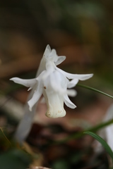 Monotropastrum humile