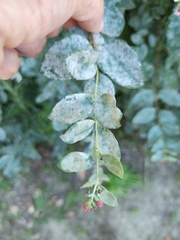 Erysiphe symphoricarpi