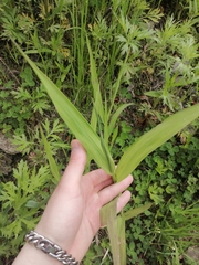 Leymus ajanensis