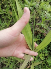 Leymus ajanensis