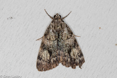 Catocala lineella