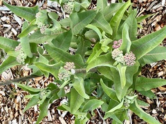 Asclepias speciosa