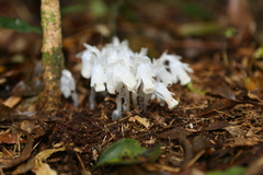 Monotropastrum humile