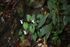 Viola formosana
