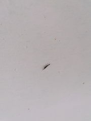 Xanthostigma xanthostigma