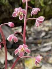 Pyrola aphylla