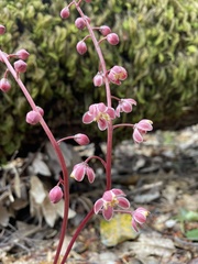 Pyrola aphylla