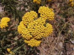 Achillea arabica