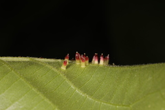 Caryomyia striolata