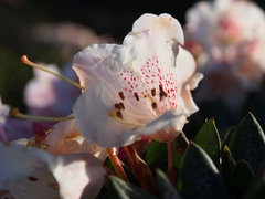 Rhododendron pseudochrysanthum
