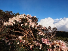Rhododendron pseudochrysanthum