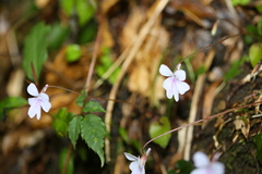 Viola formosana