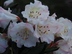 Rhododendron pseudochrysanthum