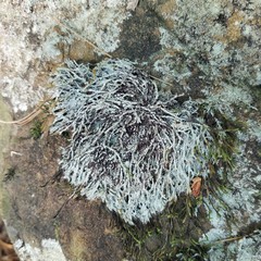 Pertusaria globularis