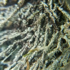 Pertusaria globularis