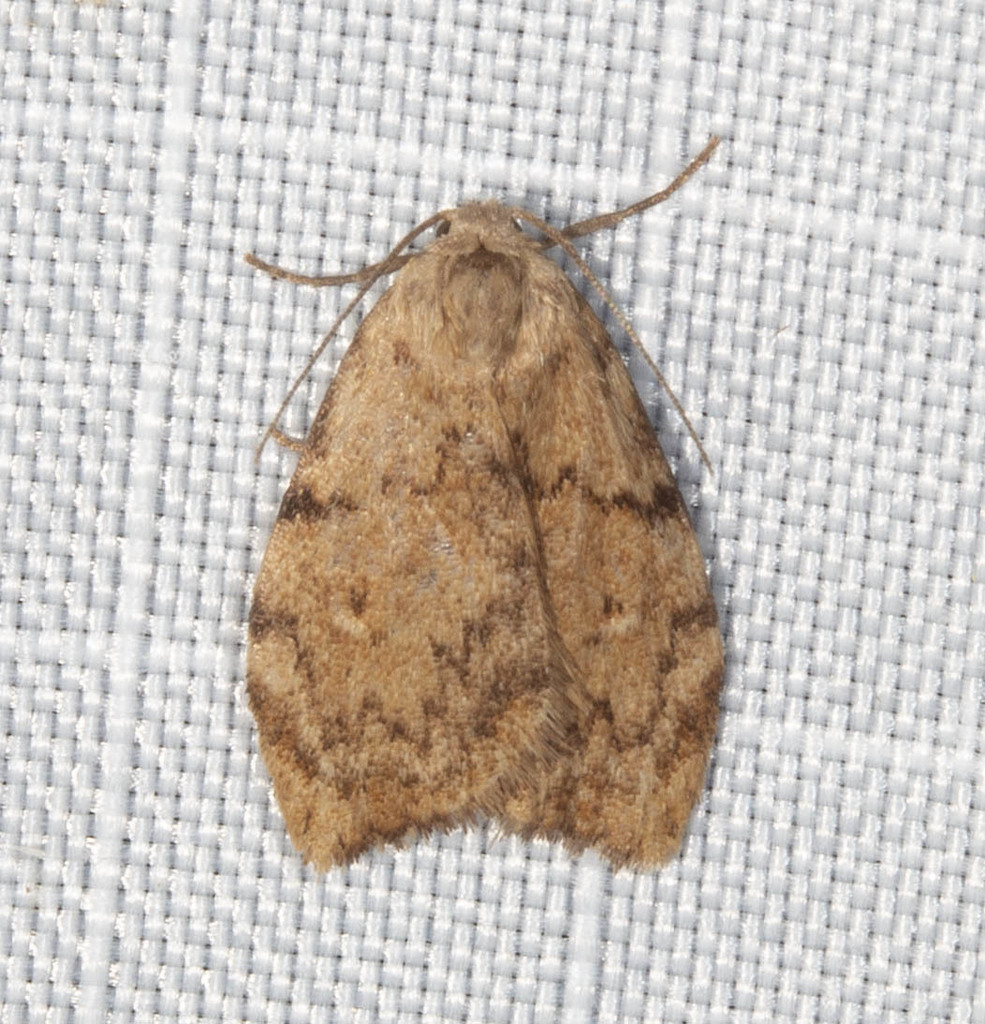 Elusive Footman