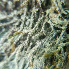 Pertusaria globularis