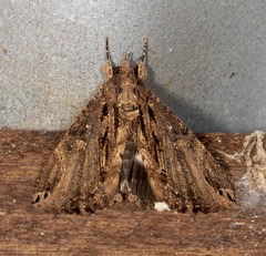 Ercheia dubia