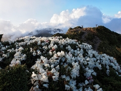 Rhododendron pseudochrysanthum