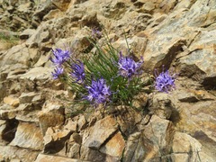 Phyteuma hedraianthifolium