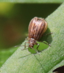 Ophraella conferta