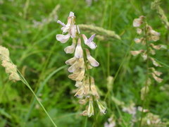 Vicia sylvatica