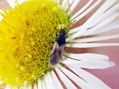 Metopoplax origani