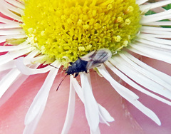 Metopoplax origani