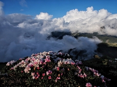 Rhododendron pseudochrysanthum