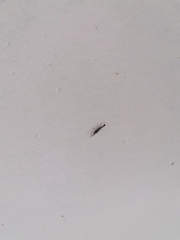 Xanthostigma xanthostigma