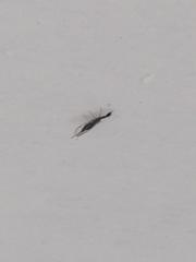 Xanthostigma xanthostigma