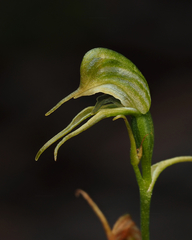 Pterostylis daintreana