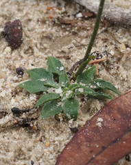 Pterostylis daintreana