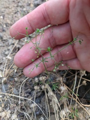 Galium tenuissimum