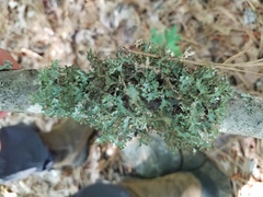 Tuckermanopsis ciliaris