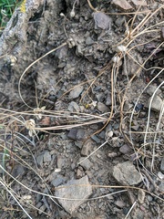 Crocus angustifolius